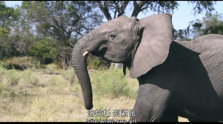 纳勒迪：一只小象的故事的截图